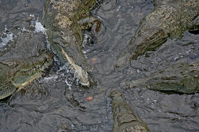 048 Tarcoles Rivier, Costa Rica, kaaimannen.JPG